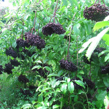 SURO Elderberries while still on plants