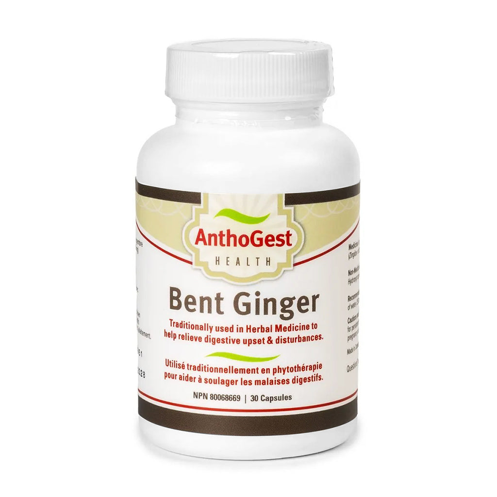 AnthoGest Health - Bent Ginger